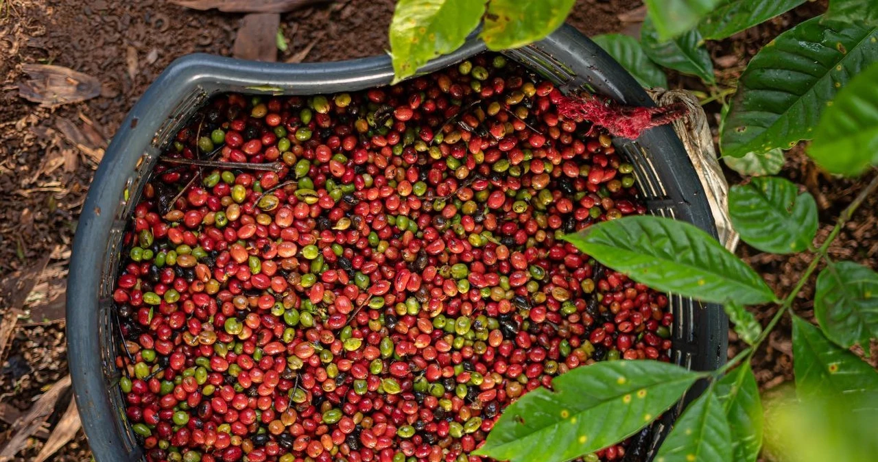 Rynek kawy w kryzysie? Ceny pną się w górę