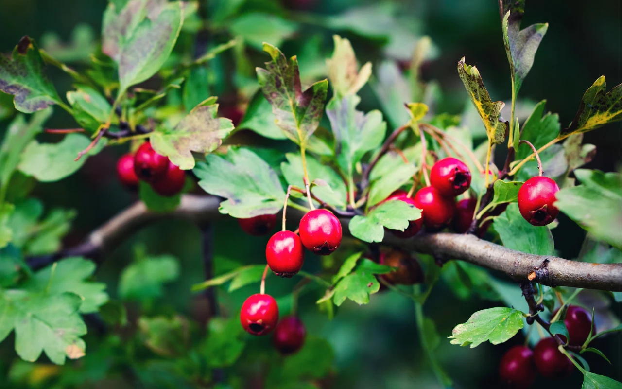 Czerwone owoce głogu