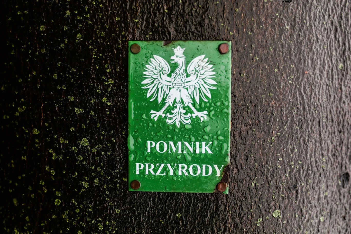 Obecnie w Krakowie jest 362 pomników przyrody Zielona tabliczka z polskim godłem oraz napisem Pomnik przyrody umieszczona na ciemnej korze drzewa, symbolizująca ochronę przyrody i oznaczenie obiektu chronionego.