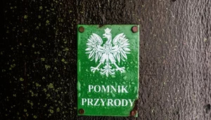 Nowe pomniki przyrody w stolicy Małopolski. Mieszkańcy mogą zdecydować