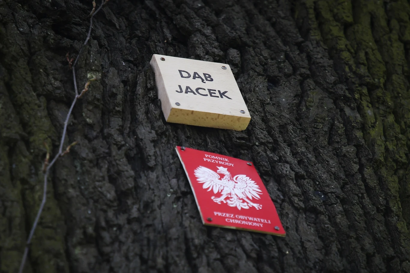 Na liście pomników przyrody w Krakowie widnieją obecnie głównie drzewa rodzime Tabliczki przymocowane do kory drzewa, górna z napisem 'Dąb Jacek', dolna z godłem Polski oraz informacją o pomniku przyrody.