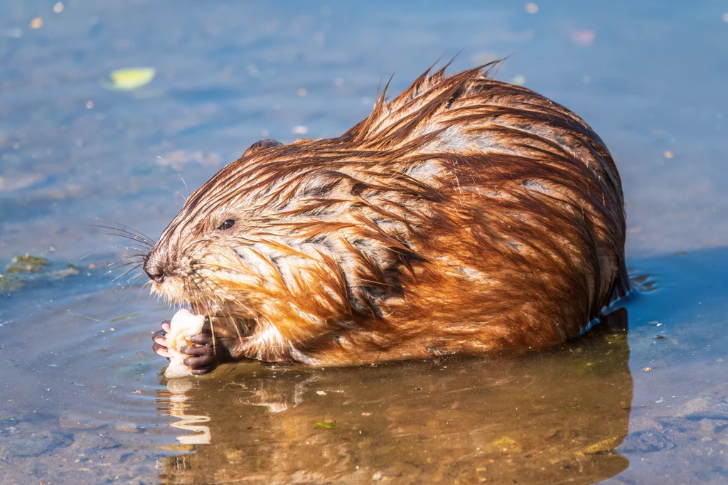 Piżmak wygląda trochę jak bóbr albo nutria, trochę jak wielki szczur Piżmak siedzący przy brzegu na wilgotnej ziemi trzyma w łapach kawałek pożywienia, mokre futro zwierzęcia odznacza się brązowym i rudawym ubarwieniem, tło stanowi spokojna woda.