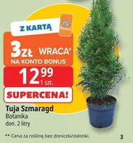 Tuja