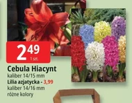 Hiacynt