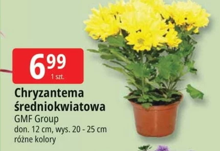 Хризантема GMF Group