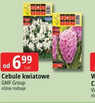 Cebule kwiatowe GMF Group