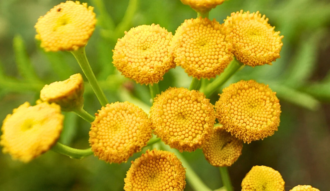 Właściwości wrotyczu pospolitego - toksyczny czy leczniczy? Właściwości wrotyczu pospolitego - toksyczny czy leczniczy?