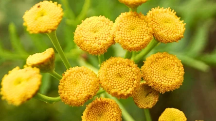 Właściwości wrotyczu pospolitego - toksyczny czy leczniczy? 