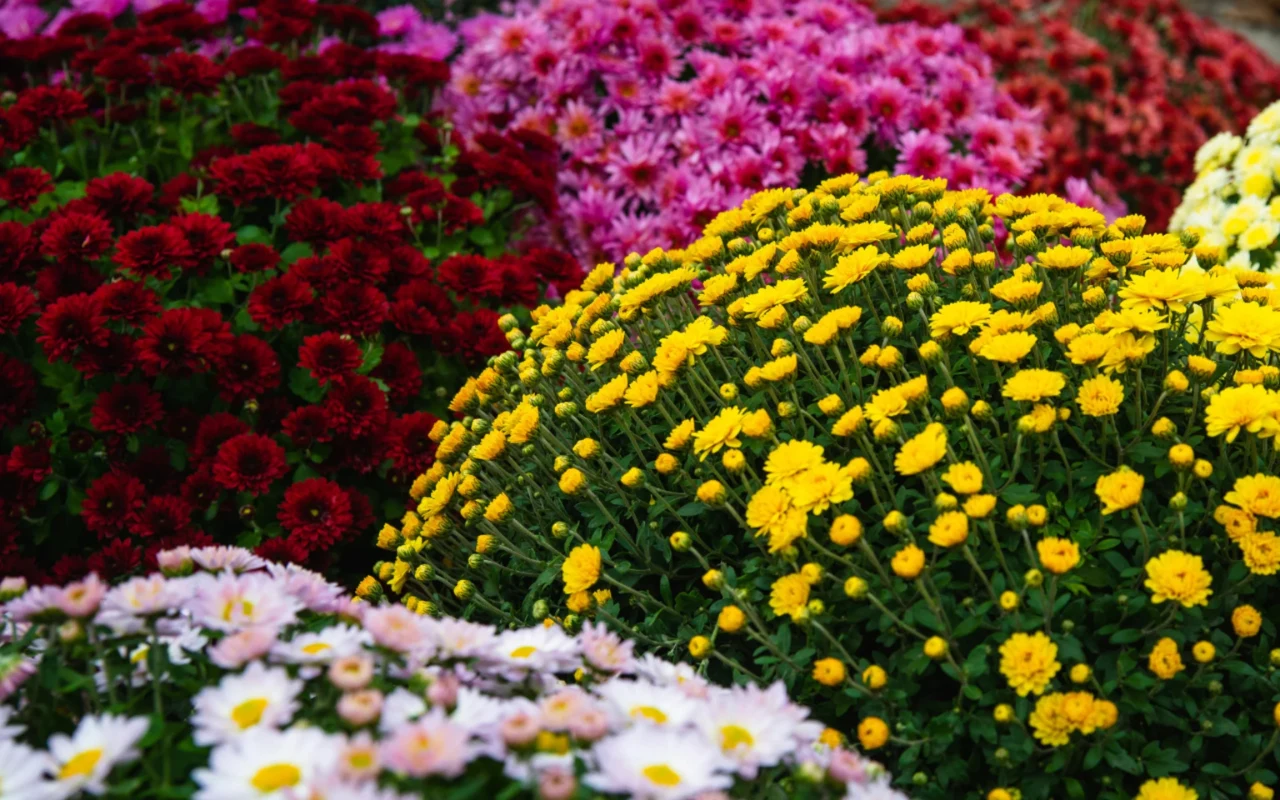 Chryzantemy miniaturowe