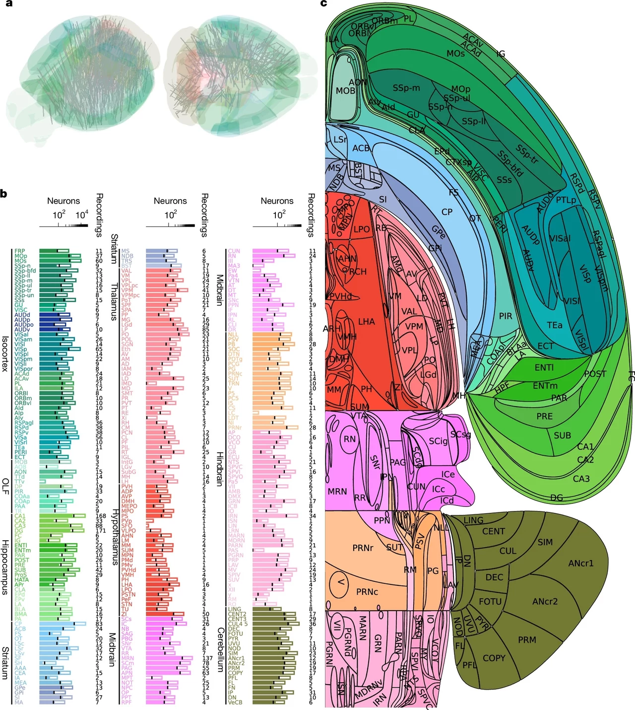 Naukowcy stworzyli największą mapę mózgu ssaka. Obejmuje ponad 600 tys. neuronów w 279 obszarach Kolorowa ilustracja anatomicznych przekrojów i struktur mózgu wraz z wykresami liczby neuronów w różnych obszarach; z prawej schematyczny podział mózgu na strefy oznaczone kolorami, po lewej wizualizacje sieci neuronalnych oraz wykresy ilości neuronów ...