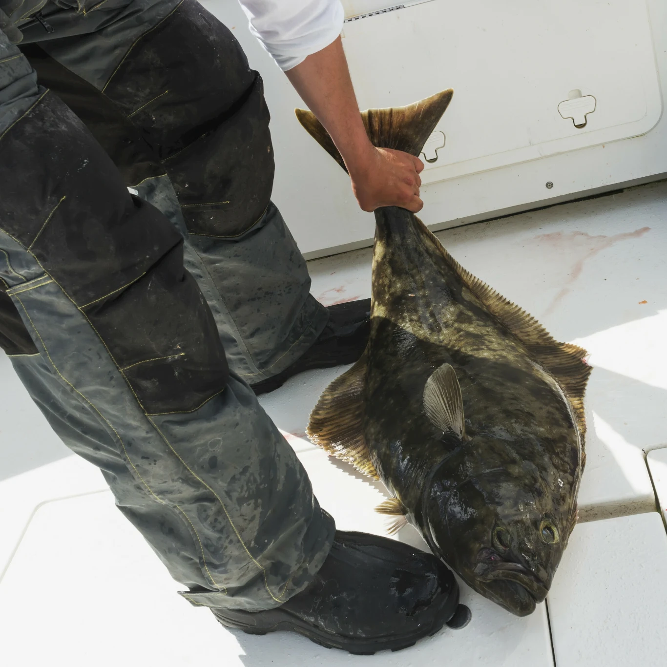 Halibut ma asymetryczną budowę ciała Osoba w wodoodpornych spodniach i butach trzyma dużą płastugę złowioną na łodzi, ryba spoczywa na białej podłodze pokładu.