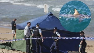 W okolicach Sydney doszło do ataku rekina