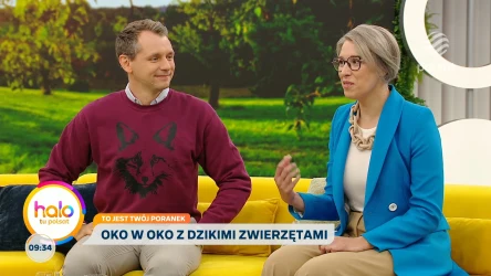 Dzikie zwierzęta w mieście