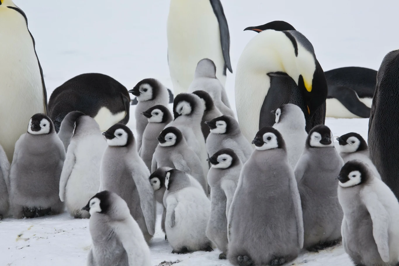Młode pingwiny cesarskie skupione w stadzie na śniegu, w tle dorosłe osobniki opiekujące się grupą piskląt.