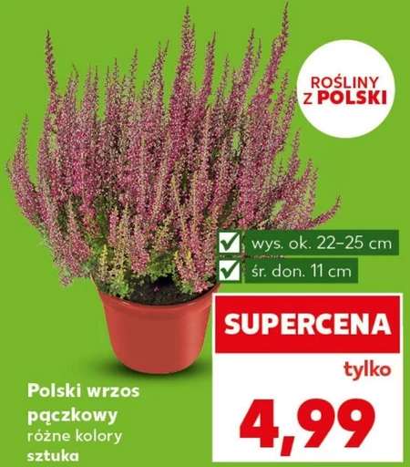 Wrzos Polski