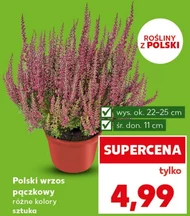 Wrzos Polski