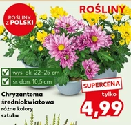 Хризантема Ok.