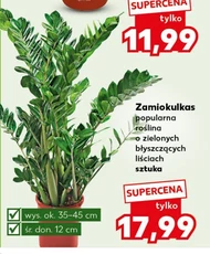 Заміокулькас Ok.