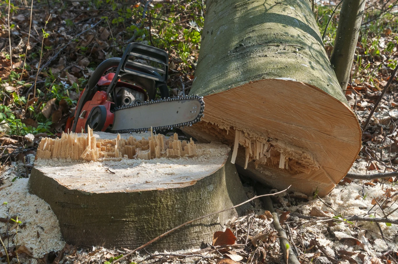 Plan Urządzenia Lasu to podstawowy dokument gospodarki leśnej opracowywany dla określonego nadleśnictwa Plan Urządzenia Lasu to podstawowy dokument gospodarki leśnej opracowywany dla określonego nadleśnictwa