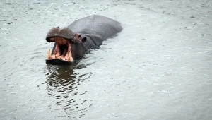Hipopotam zaatakował łódź w Wybrzeżu Kości Słoniowej