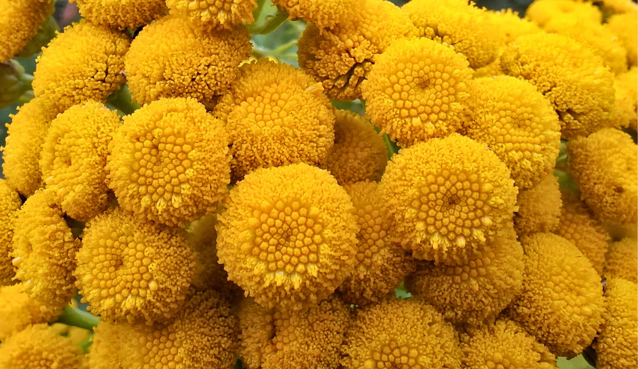 Wrotycz pospolity może być niebezpieczny Wrotycz pospolity może być niebezpieczny