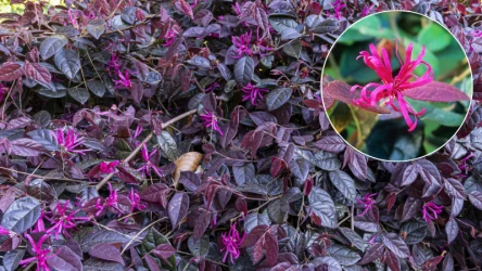 Loropetalum chińskie kwitnie zimą, więc będzie zdobił ogród, kiedy inne rośliny przestaną zachwycać urodą