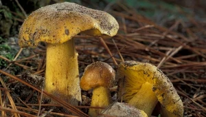 Ten grzyb odstrasza w Europie. W Polsce jest chętnie zbierany