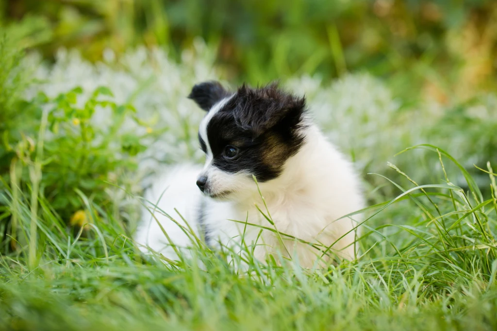 Jedzenie trawy przez psy to naturalny instynkt. Ale czasem może być objawem choroby.