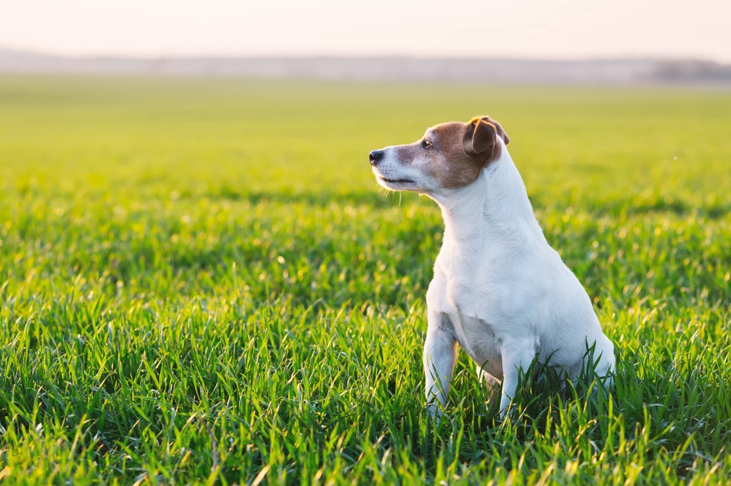 Pies nie ma apetytu i je trawę? To może być objaw niedoboru błonnika. Pies rasy jack russell terrier siedzi na świeżej, zielonej trawie, patrząc w dal, w tle rozpościera się rozległe pole pod błękitnym niebem.