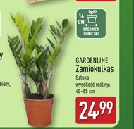 Zamiokulkas Gardenline