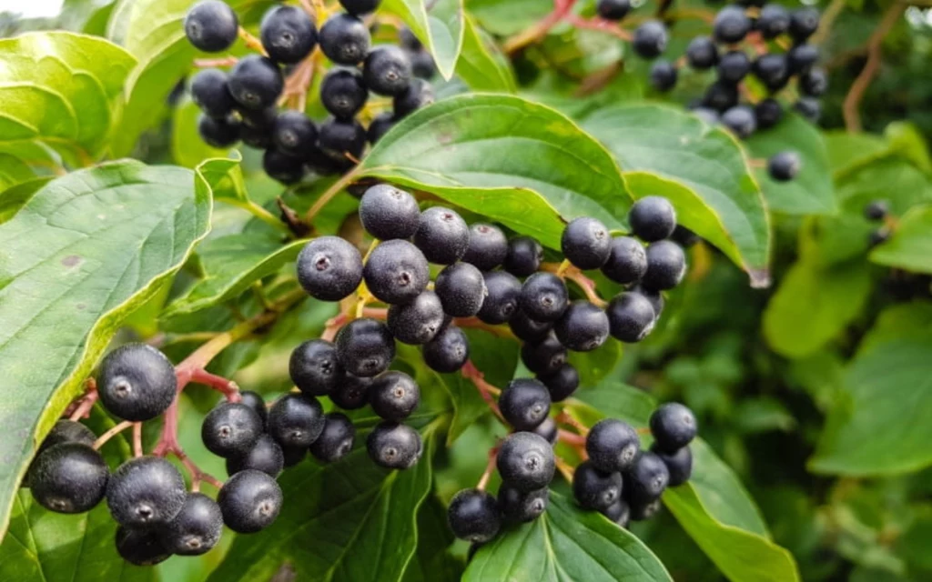 Aronia kojarzy się głównie z przetworami, ale w łatwy sposób można ją włączyć do codziennej diety