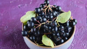 Aronia ma więcej antyoksydantów niż maliny czy borówki. Zadba o zdrowie i młodą skórę, zwłaszcza po menopauzie