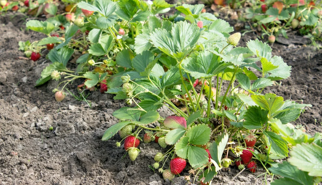 Nie czekaj do wiosny – posadź truskawki jesienią i ciesz się owocami szybciej