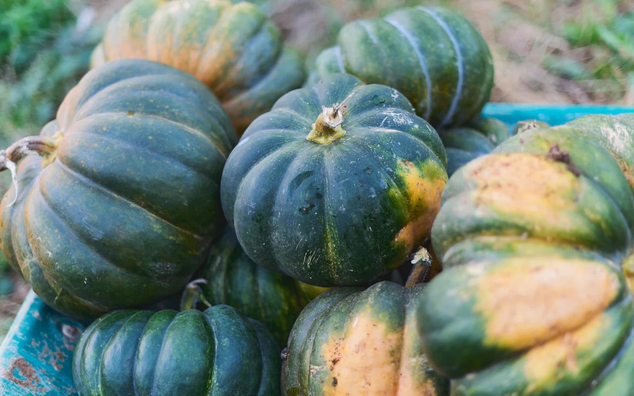 Do chutneya najlepiej sprawdzi się dynia muscat, albo zwyczajna