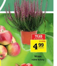 Wrzos O...