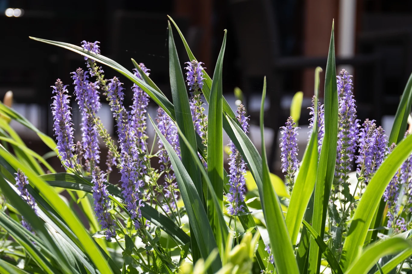 Liriope szafirkowata to dobra alternatywa dla wrzosów. Kwitnie aż do pierwszych przymrozków 