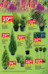 Zawsze w dobrej cenie - Auchan Hipermarket
