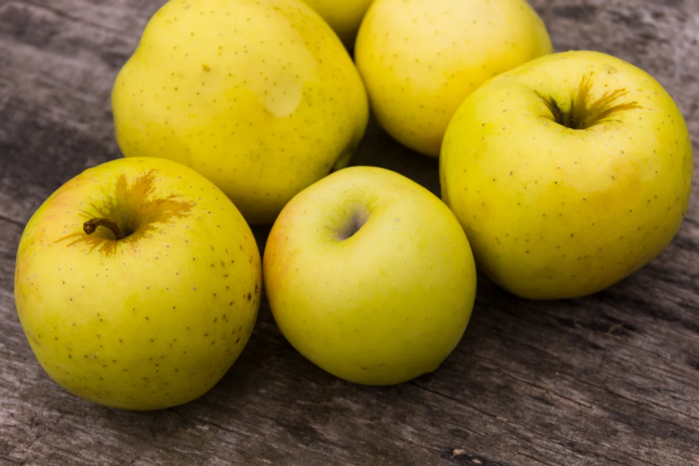 Antonówka, czyli królowa polskich sadów. Co wiadomo o tej odmianie jabłek?