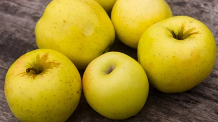 Antonówka, czyli królowa polskich sadów. Co wiadomo o tej odmianie jabłek?