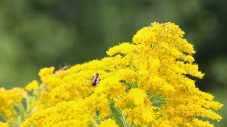 Średnio inwazyjny gatunek obcy - nawłoć kanadyjska 