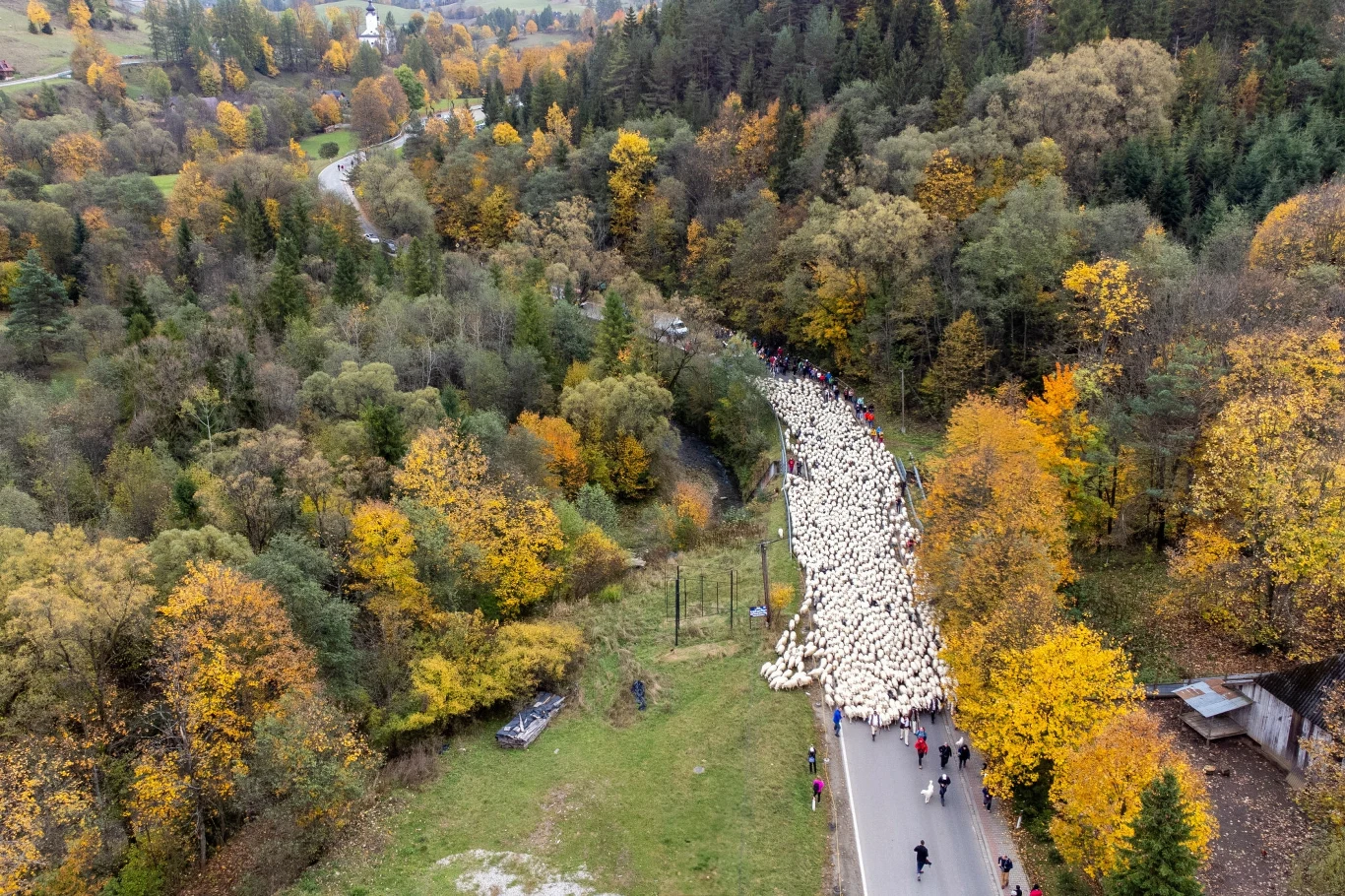 Prawdziwy szczyt sezonu redyków dopiero nadejdzie.