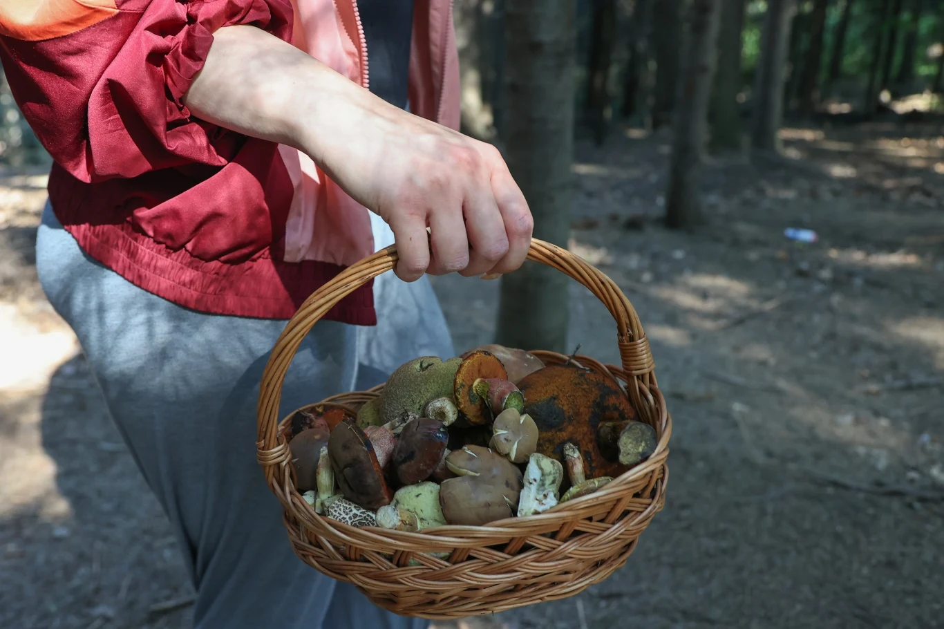 Gdzie na grzyby? W tych regionach mówi się o wysypie w lasach.