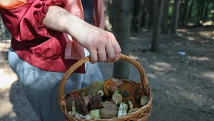 Wysyp grzybów w całym kraju. Stąd grzybiarze wracają z pełnymi koszami 