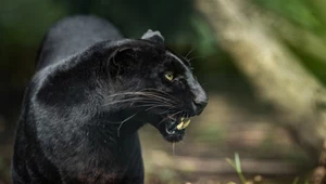 Unikalny jaguar namierzony i sfilmowany w Amazonii. Pierwszy taki film