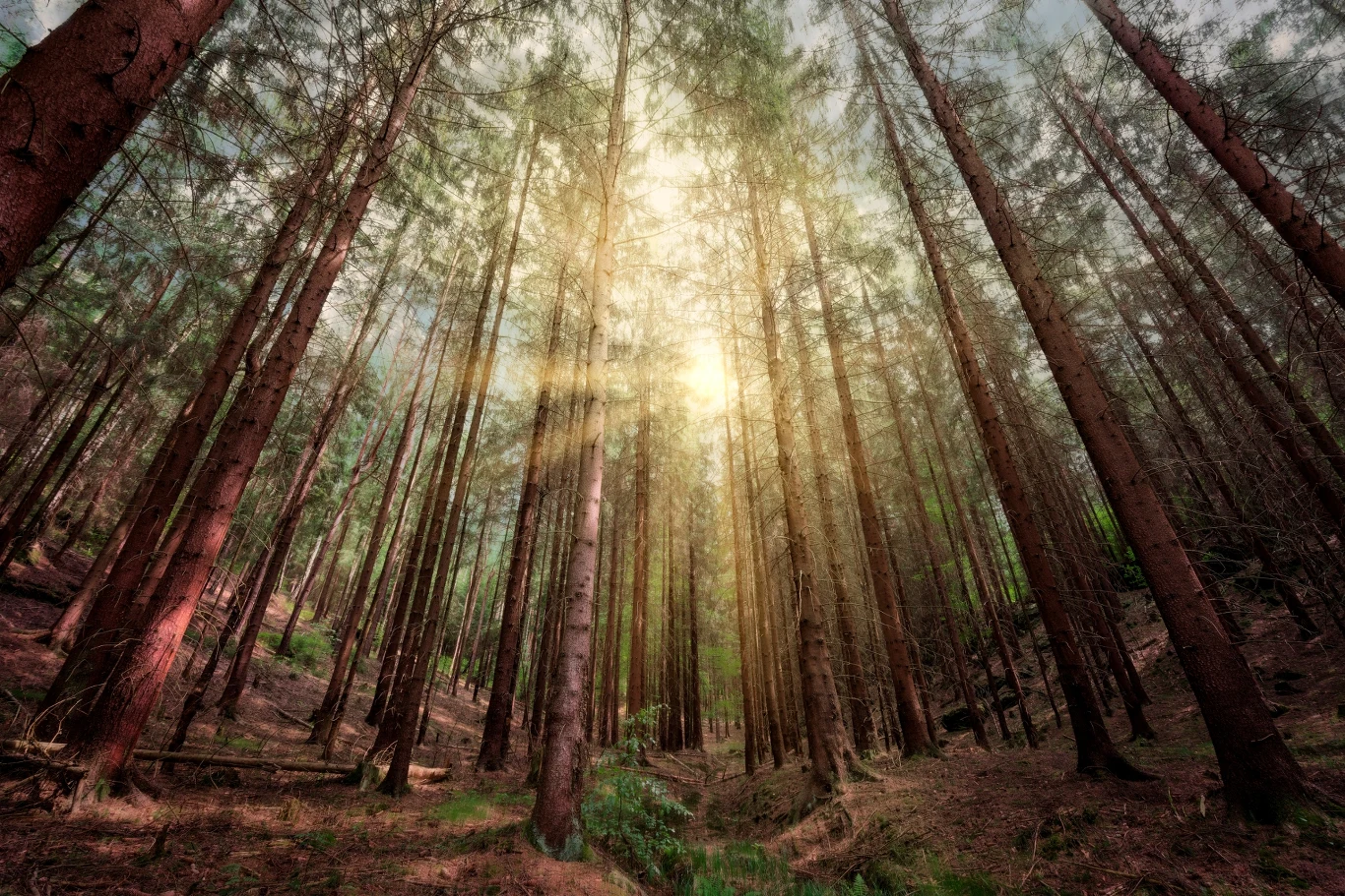Zrelaksuj się na łonie natury i wsłuchaj w odgłosy lasu