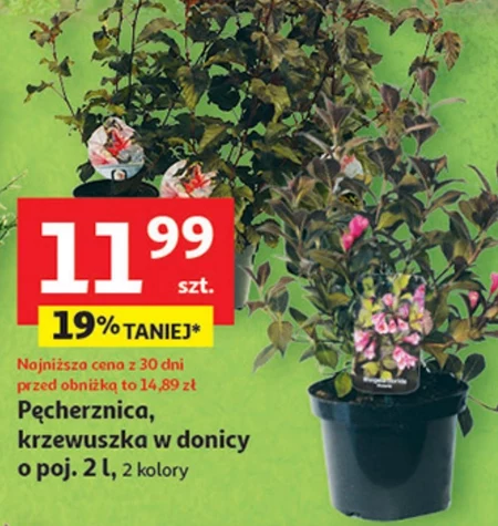 Pęcherznica To ta!