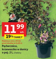 Pęcherznica To ta!