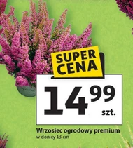Wrzosiec Premium