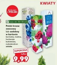 Декоративний чагарник Polski