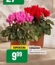 Cyklamen